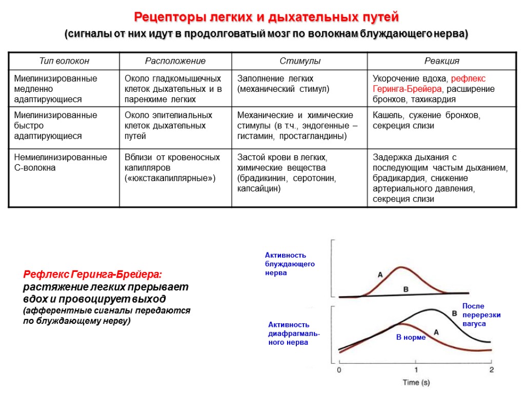 Рецепторы легких и дыхательных путей (сигналы от них идут в продолговатый мозг по волокнам